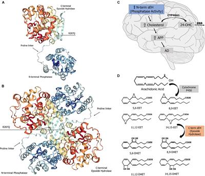 Soluble Epoxide Hydrolase and Brain Cholesterol Metabolism